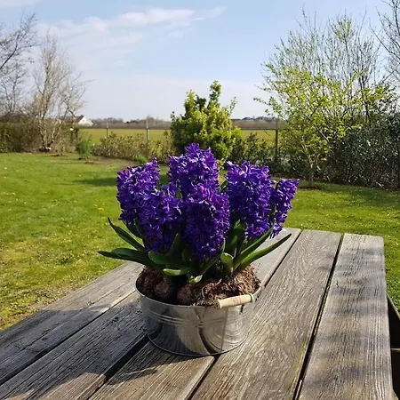 Bij Julianadorp, Afgesloten Tuin & Hond Welkom בית נופש יוליאנאדורפ